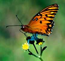 Butterflies Reveal Darwin Was Wrong